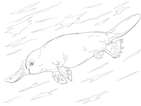 Duck Billed Platypus Swimming Coloring Page